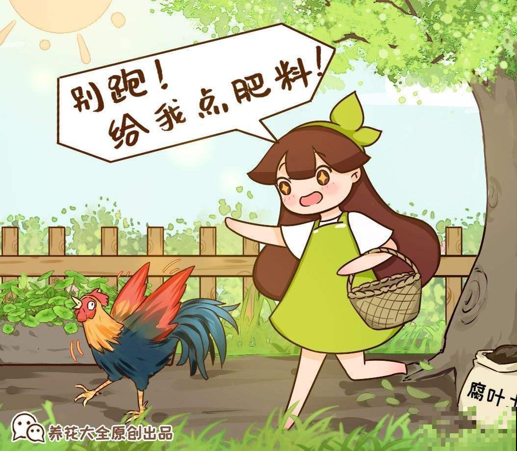 你了解养花肥料吗？肥料知识大全，学会你就是养花高手！