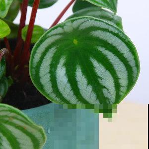 这种植物憨态可掬，耐阴又好养，像是一盆“小西瓜”！