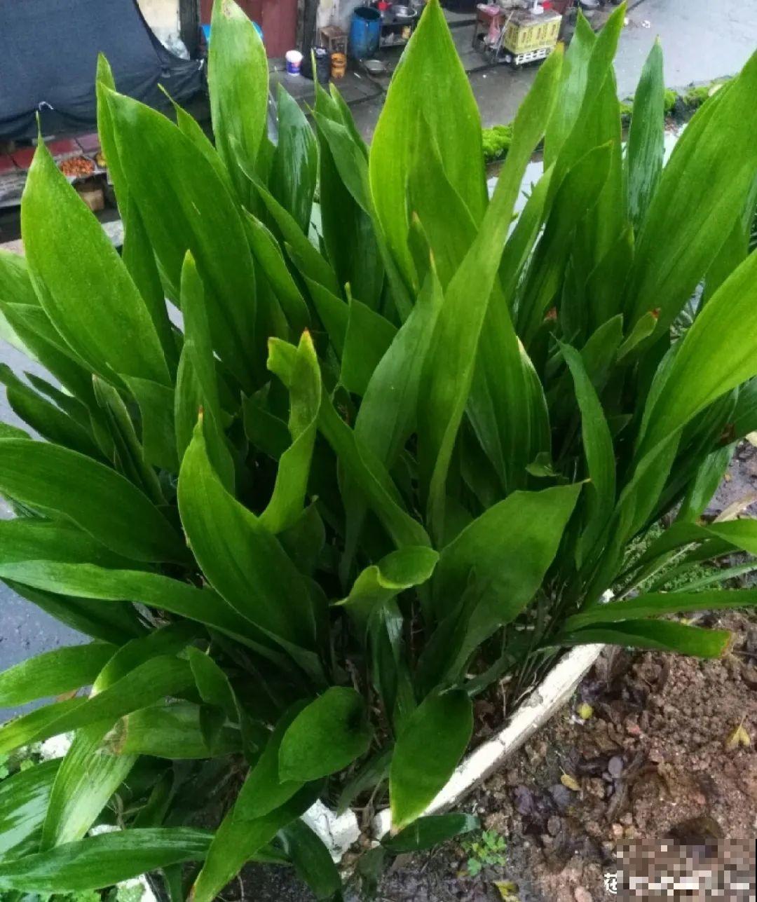 蜘蛛抱蛋这种花,长相清秀,一点也不吓人 蜘蛛抱蛋这种花,长相清秀,一点也不吓人