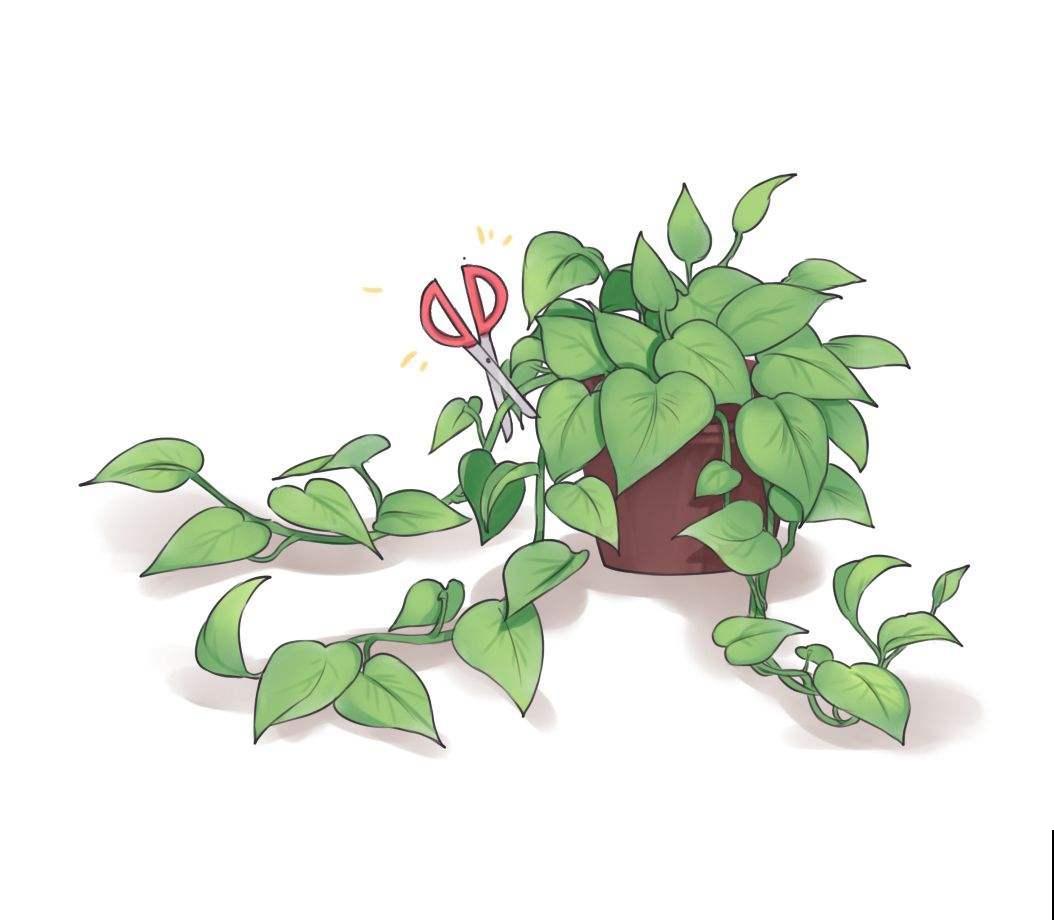 2月底该修剪了，剪得越“狠”植物越旺盛，爆芽更多