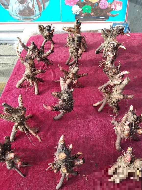 花骗子跑家里来,被戳穿后,没想到赖着不走了! 花骗子跑家里来,被戳穿后,没想到赖着不走了!