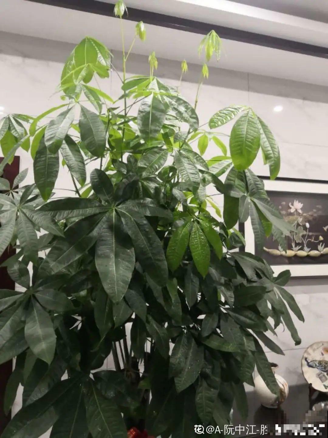 不同的花要摆在不同地方，摆对了才好看，摆错了看着糟心！