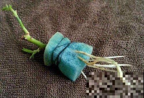 废旧海绵不要扔,用来养花效果好!预防积水不烂根! 废旧海绵不要扔,用来养花效果好!预防积水不烂根!