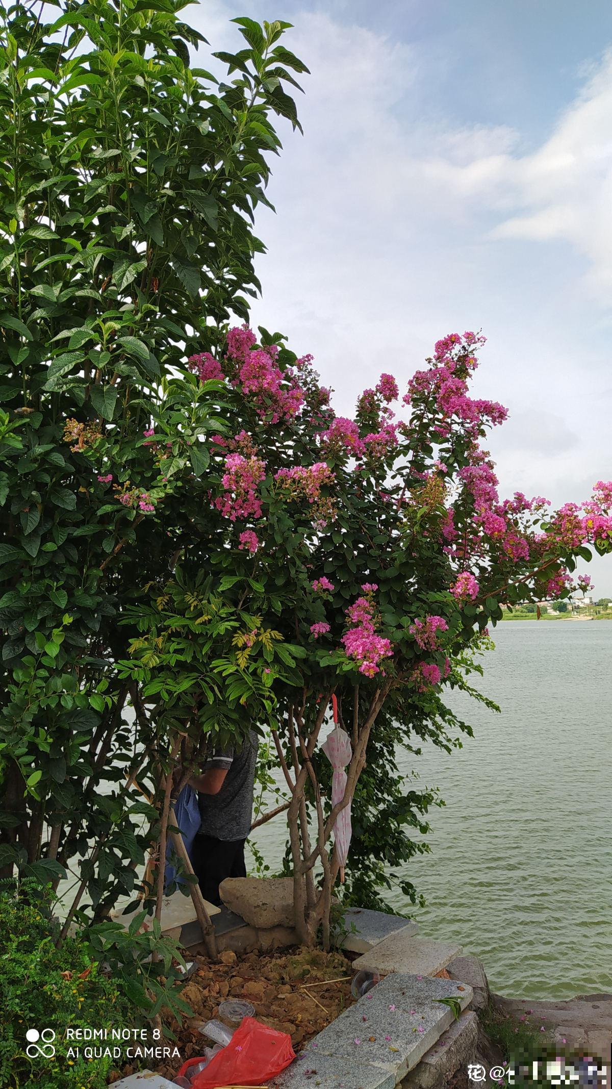 七旬老人在江边荒地养花，6年间种出花园，实在令人钦佩！