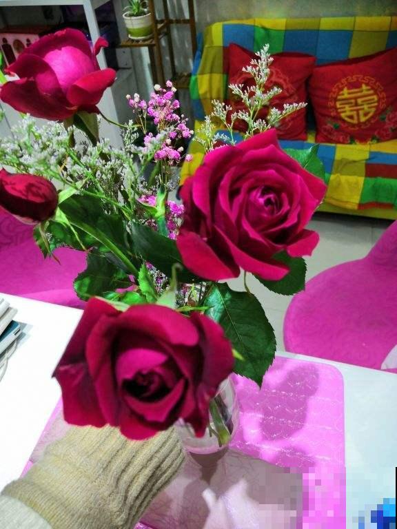 花店里的玫瑰花，拿回家剪成段插土里，照样能活