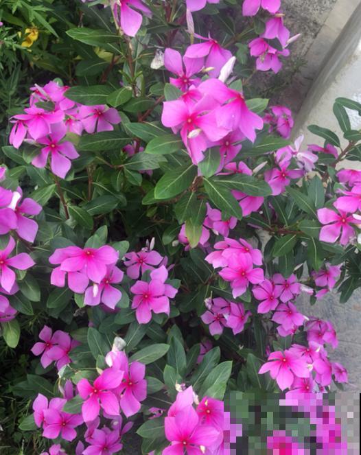 这5种花挂起来养,开花像瀑布,太美了! 这5种花挂起来养,开花像瀑布,太美了!