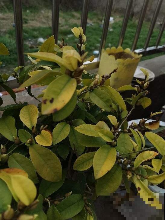 植物土壤黄叶，不光是没浇水导致的，要分情况解决