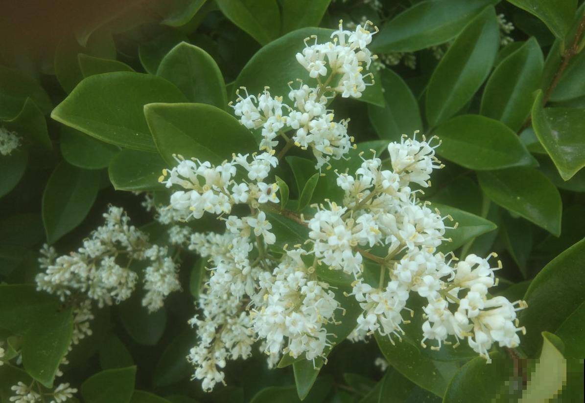 女贞也能养盆景，好修剪、好定型，养一盆不亏！