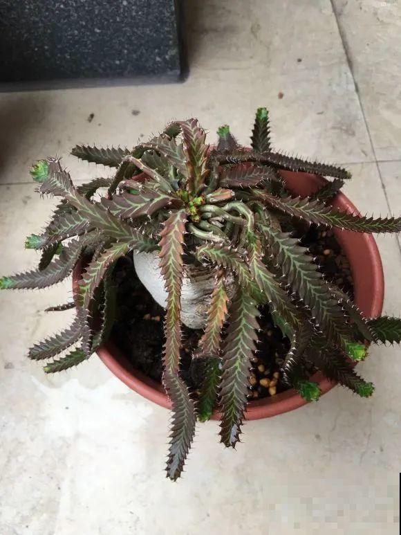 农村树上长出大萝卜?开出灯笼花,价格贵的出奇! 农村树上长出大萝卜?开出灯笼花,价格贵的出奇!