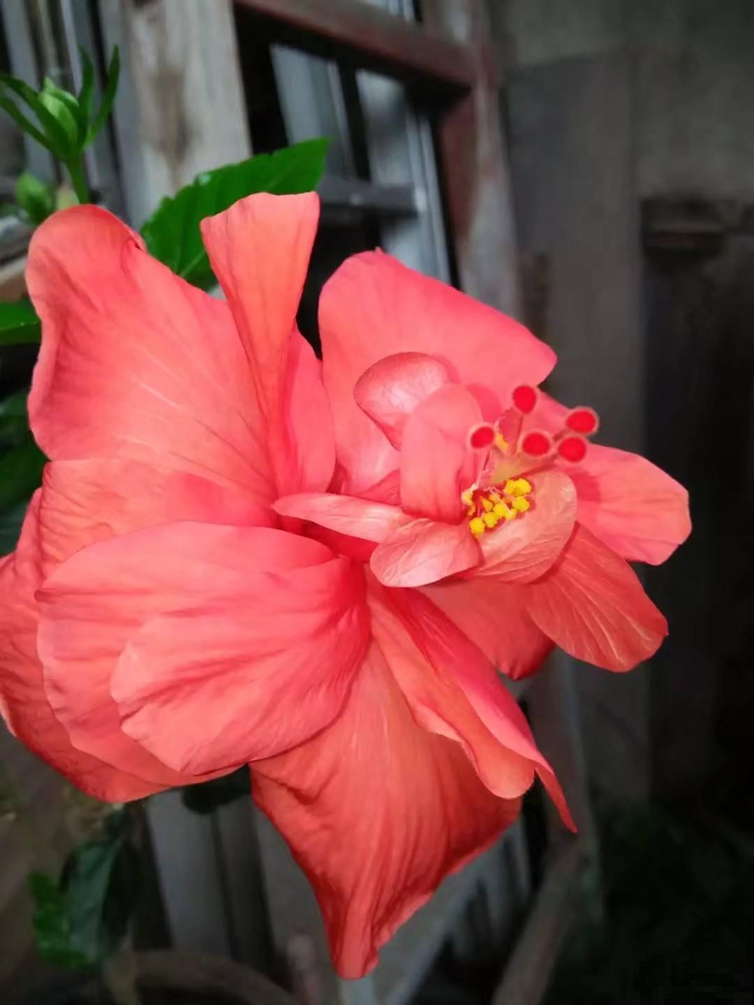 扶桑花开花很容易，只要合理养护，冬天也能开花！