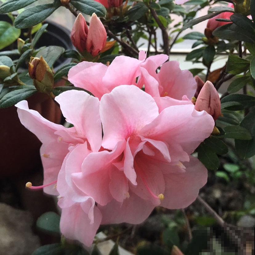 家里养盆守家树，镇宅纳福，一年到头红红火火