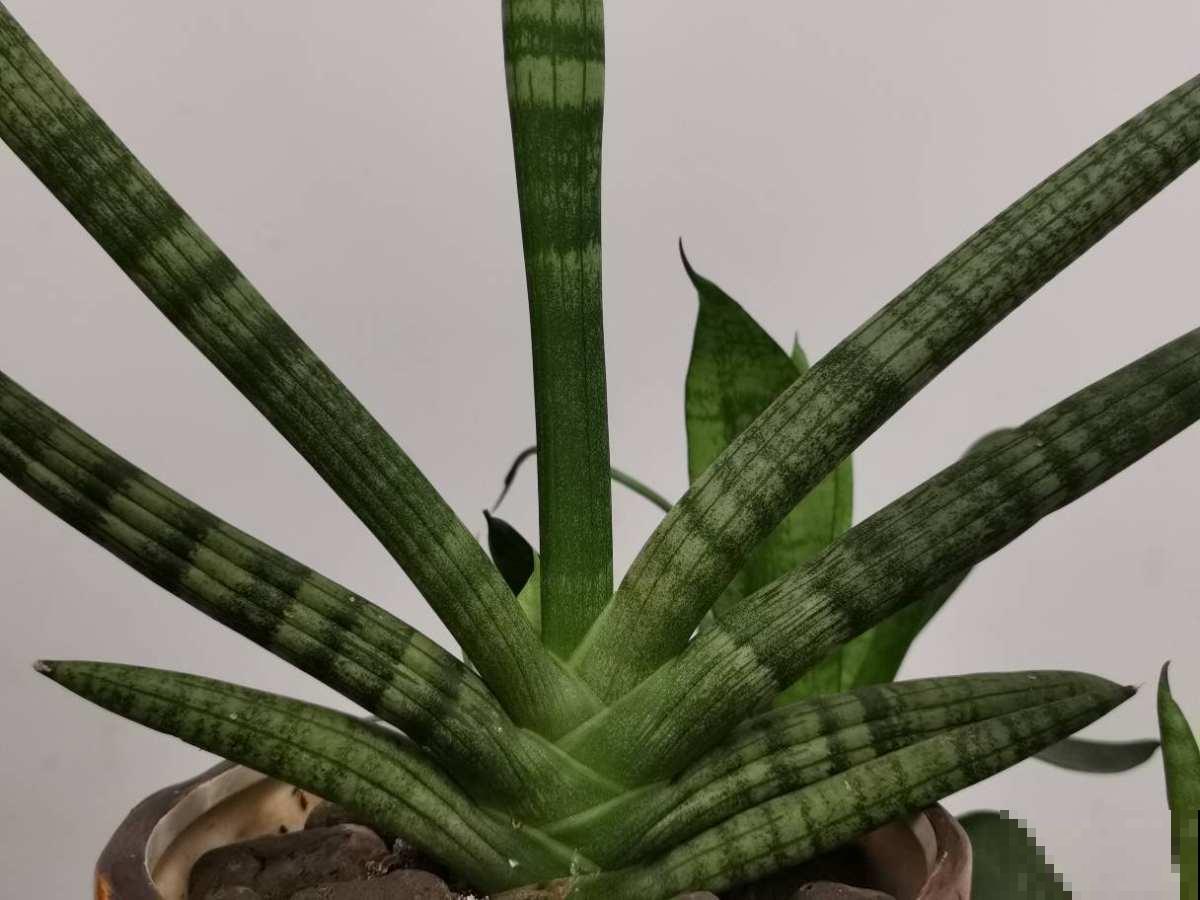 冬天养虎皮兰,注意避开4个坑,才能平稳过冬 冬天养虎皮兰,注意避开4个坑,才能平稳过冬