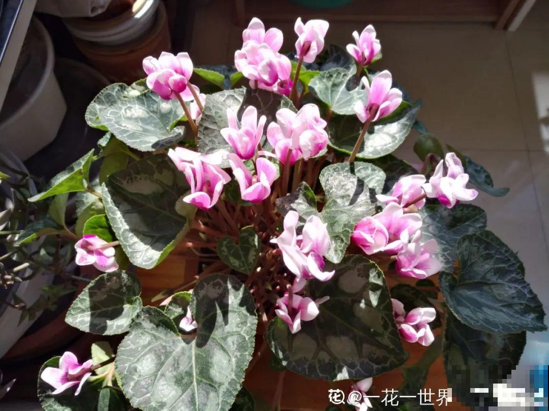 蟹爪兰开完了，从这里剪掉，还能再开一次