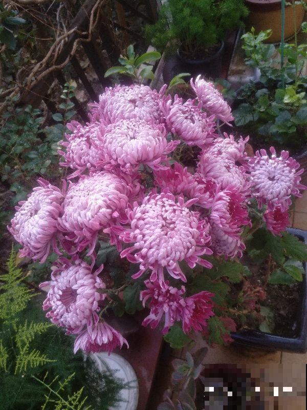 4种不吉利的花，其实都是谣言，不用害怕放心养！