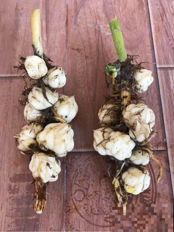 春天给花分株，1盆变成多盆，很快爆盆