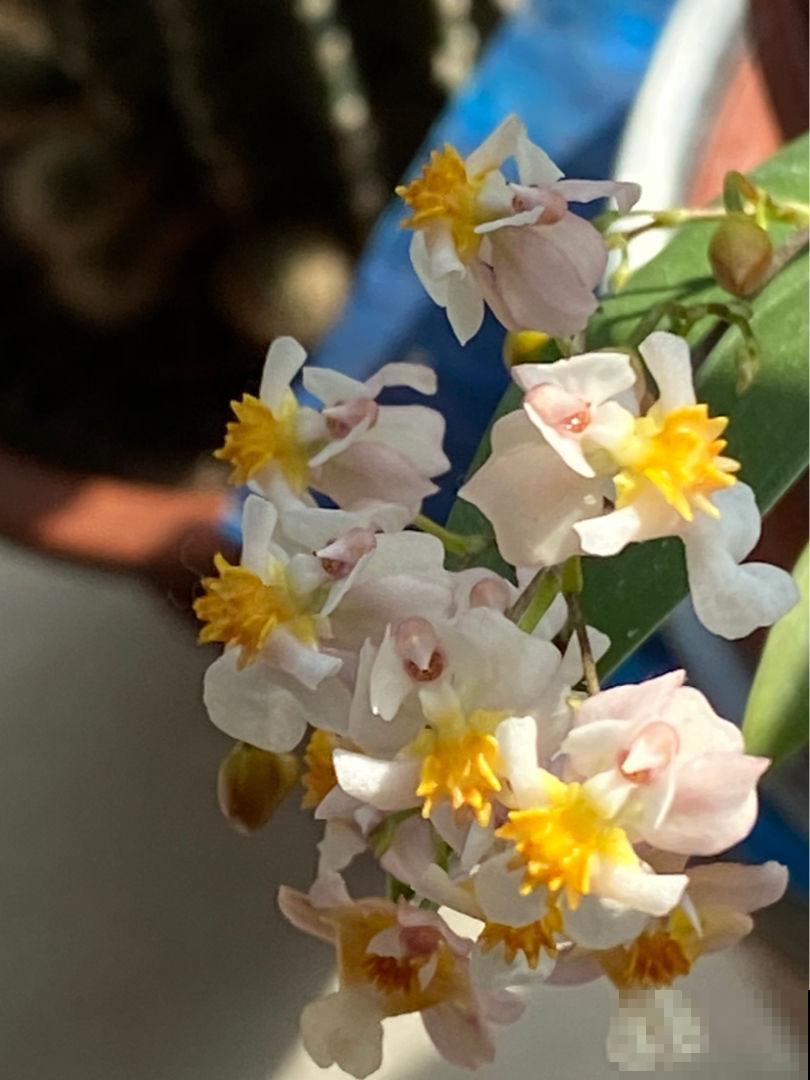喜欢酸性土的4种花，适当浇点醋，花才能长得壮