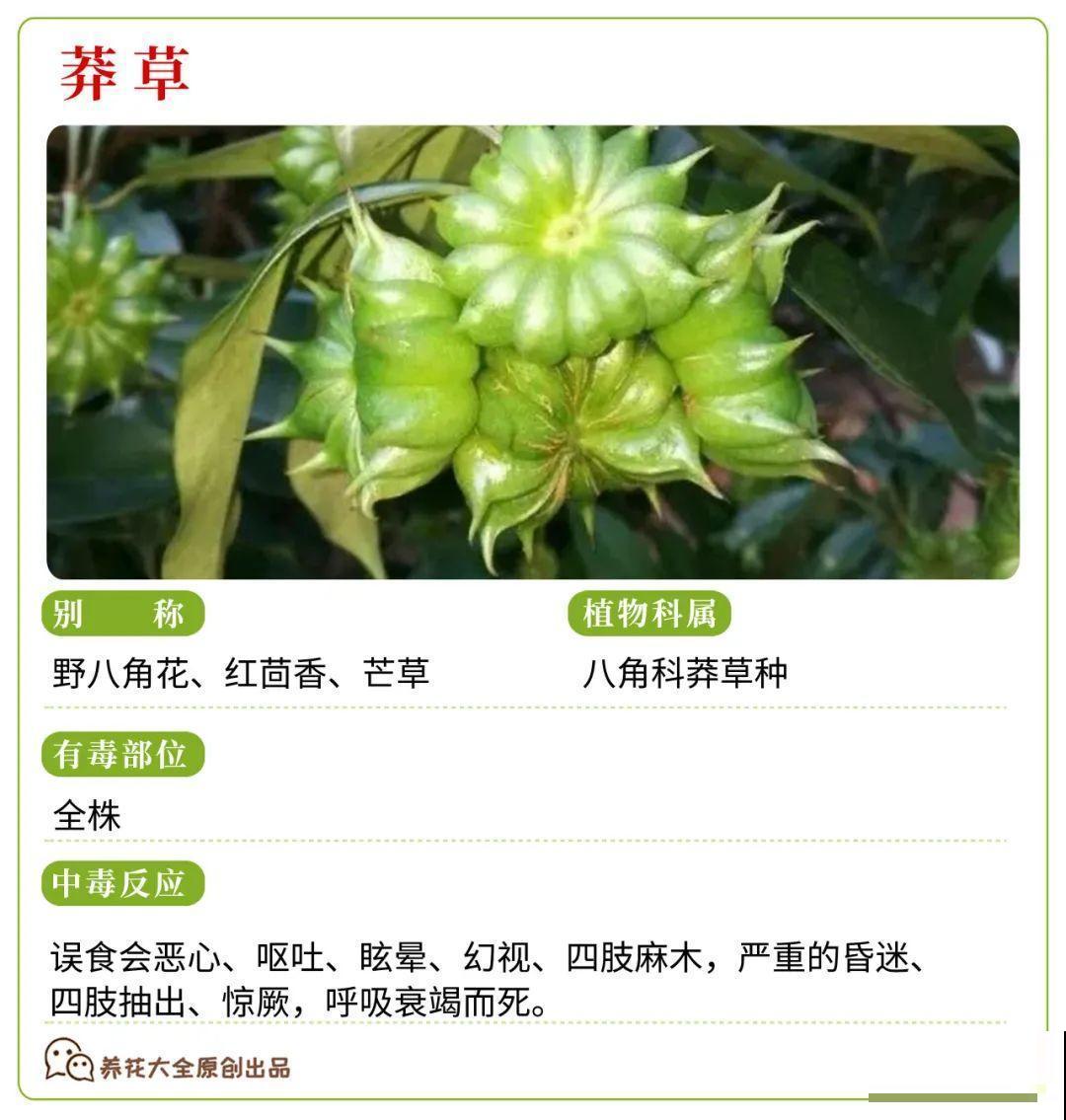 30种常见有毒花，很多人都在养，一定要小心养！