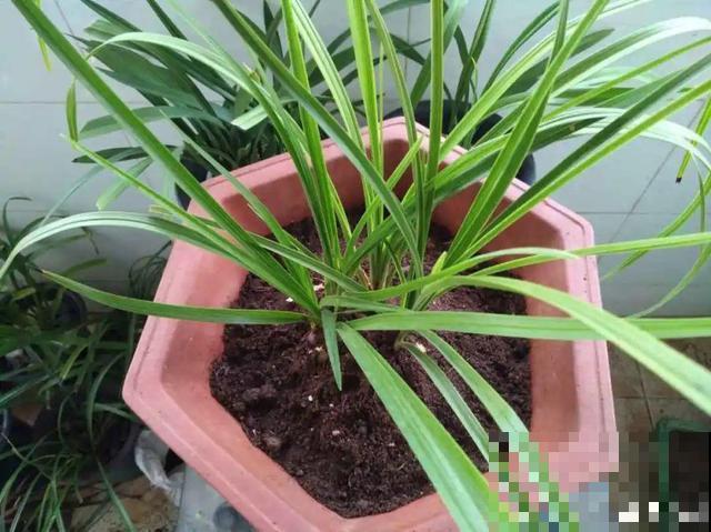 春天给花分株，1盆变成多盆，很快爆盆