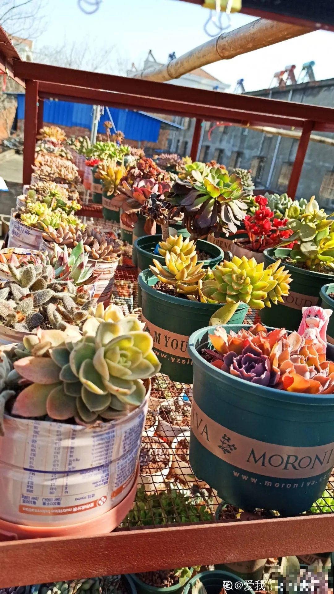 多肉养在大盆里，就是豪横霸气，棵棵大得像白菜