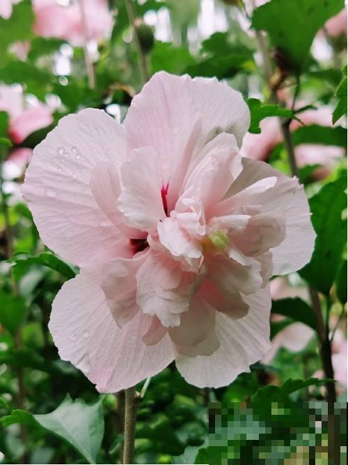 吃花历史上千年，不同的花有不用食用方法，口味太独特