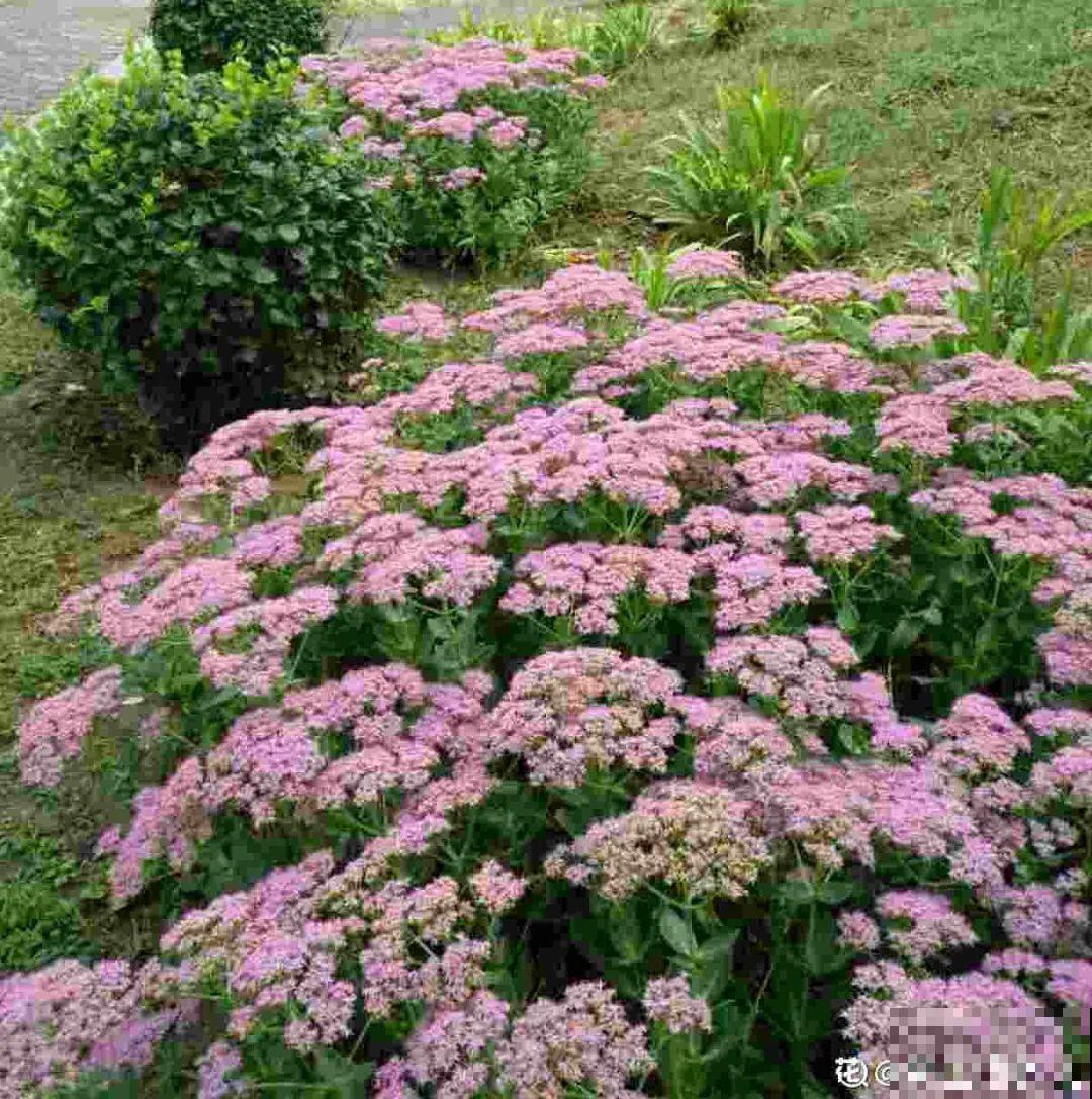 只需要种一次的花，年年疯长，除都除不尽