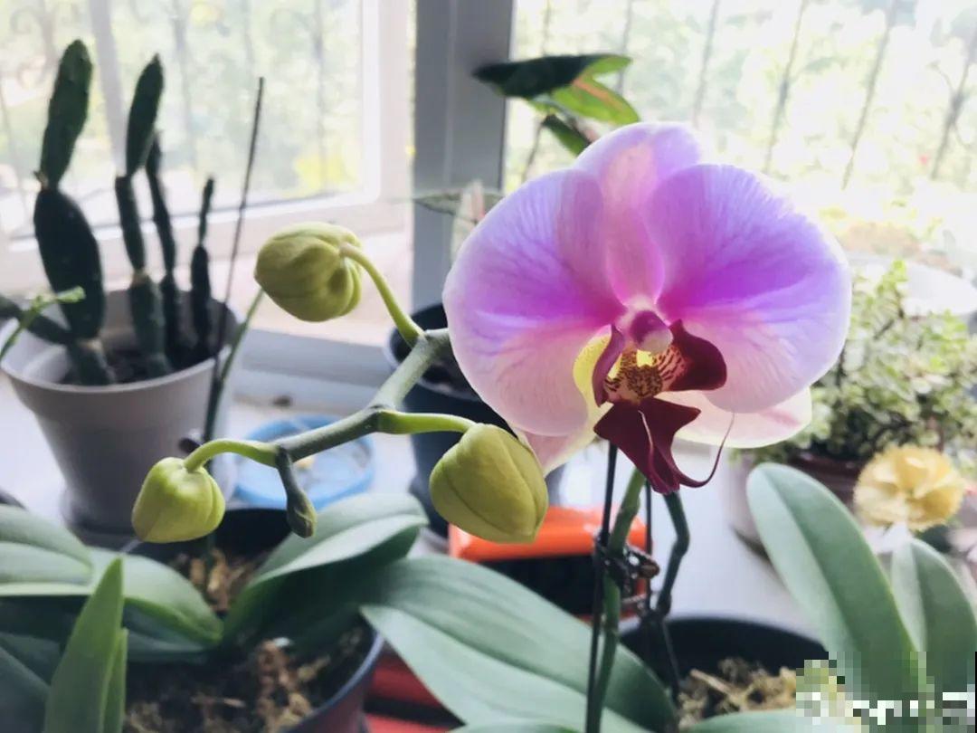 9种耐阴花，适合光照一般家庭，室内养也能开花！