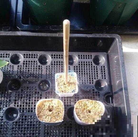 现在扦插超好活，剪根枝，捂3天，冒出狗牙根！