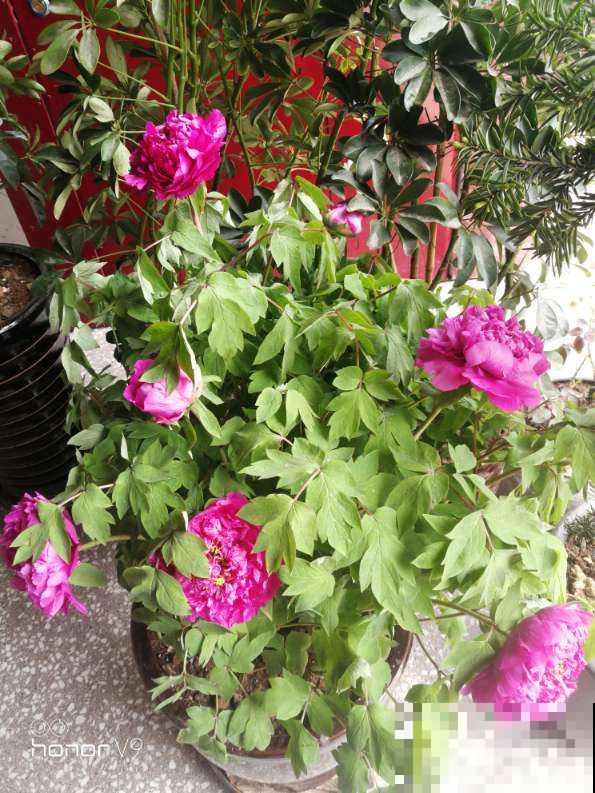 有些花价格越贵,气质越高,网友:配得上这个价钱! 有些花价格越贵,气质越高,网友:配得上这个价钱!