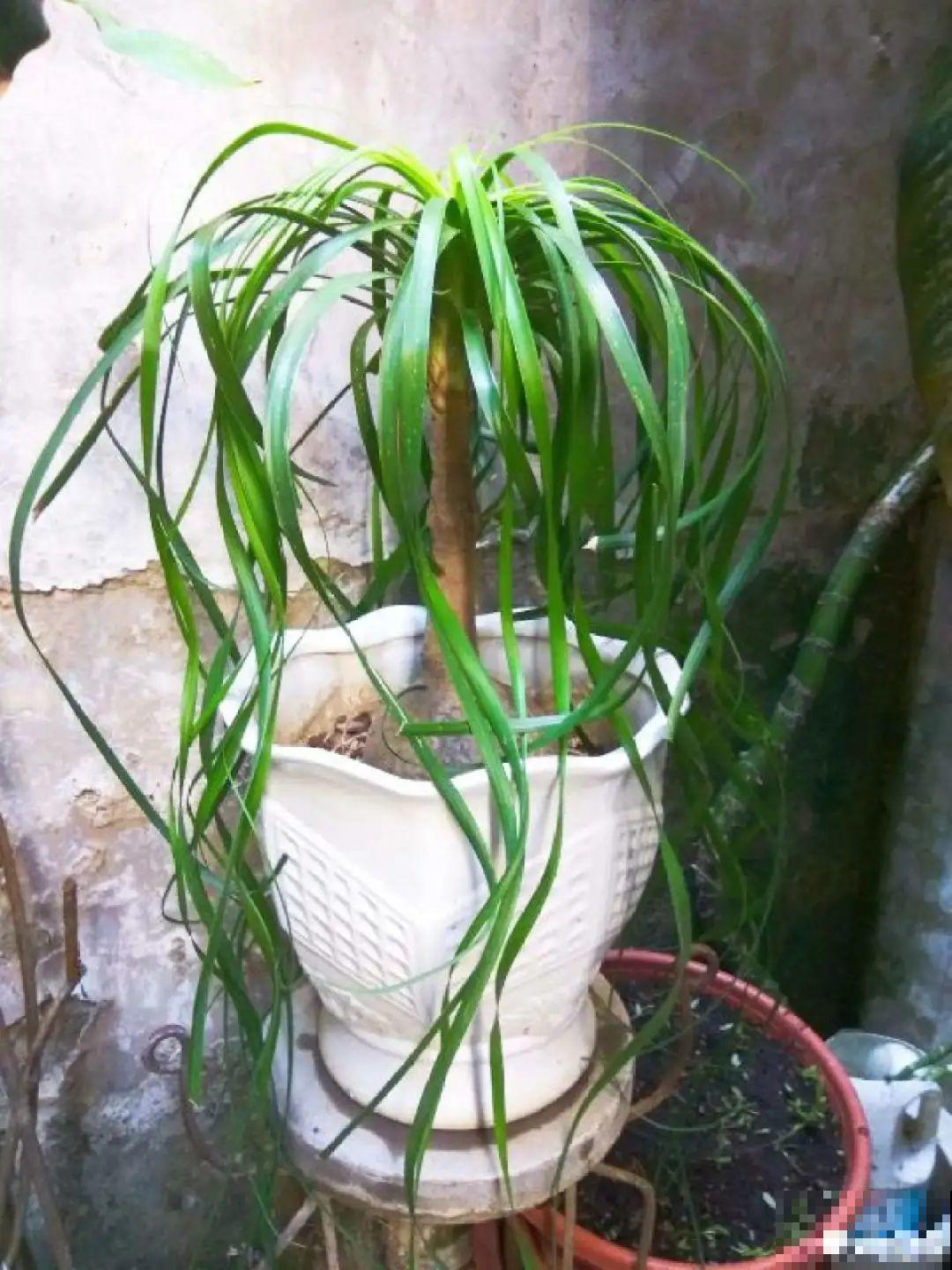 超级耐旱花，整个冬天不浇水，还能胖一圈！