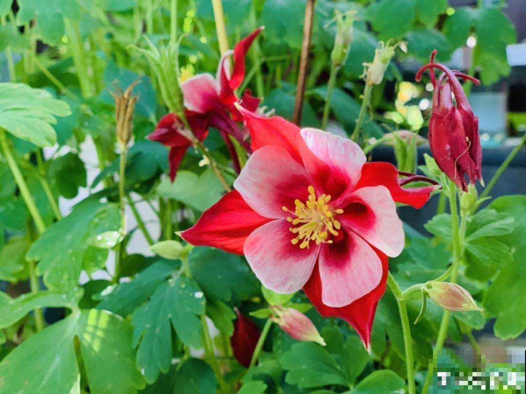 零下20℃，冻不死的花，不用搬进屋！