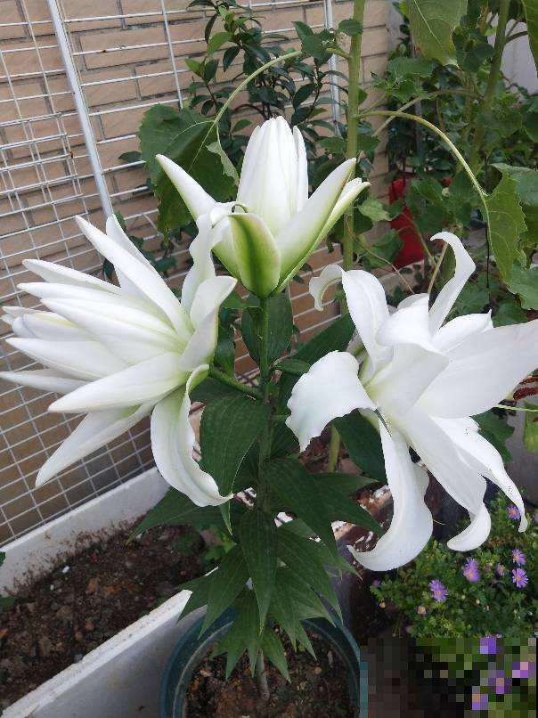 4种花爆崽能力强，种一盆等于种多盆，送给邻居特开心