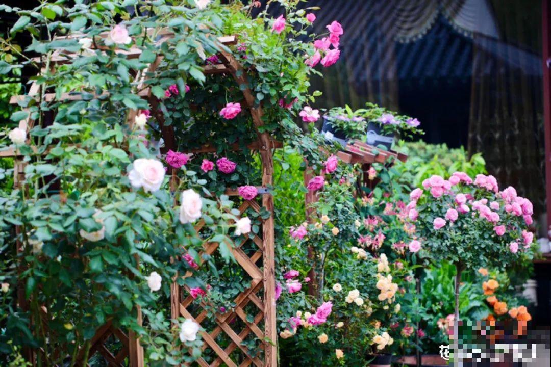 梦想有个院子，养花弄草，过舒心日子！