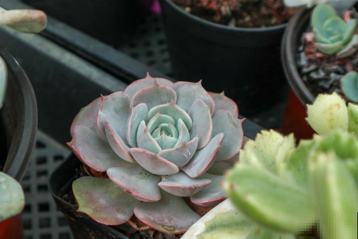 多肉养不活？学会这4招，个个都是“巨无霸”