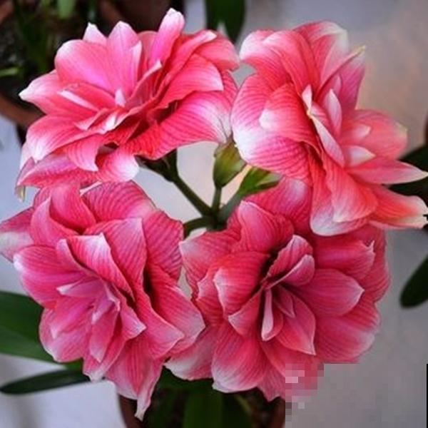 新手买花,要注意4个方面,才能选到好花 新手买花,要注意4个方面,才能选到好花