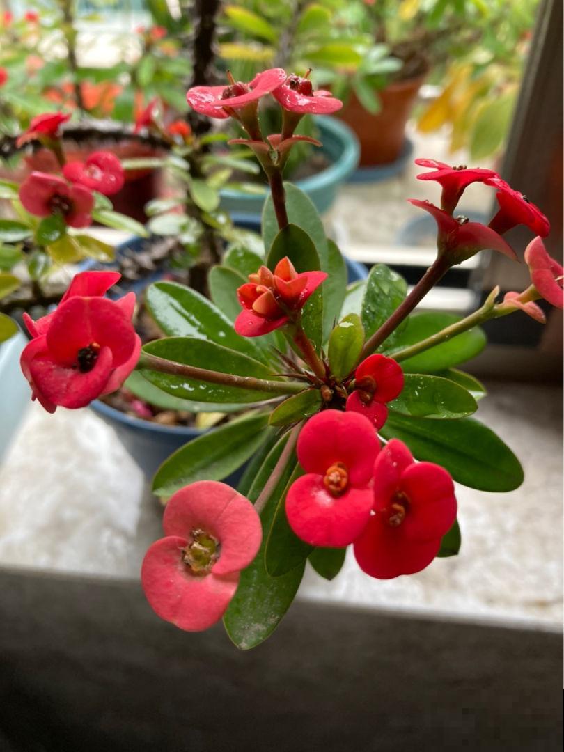 养花也讲究缘分，和花有缘的人，都有这5个特点