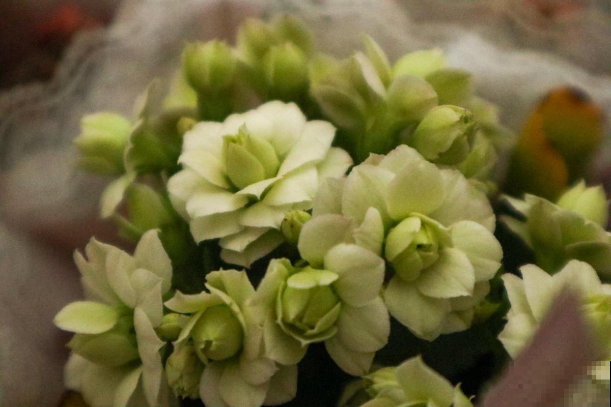 植物界的4大“老寿星”，寓意健康长寿，养的越久越值钱！