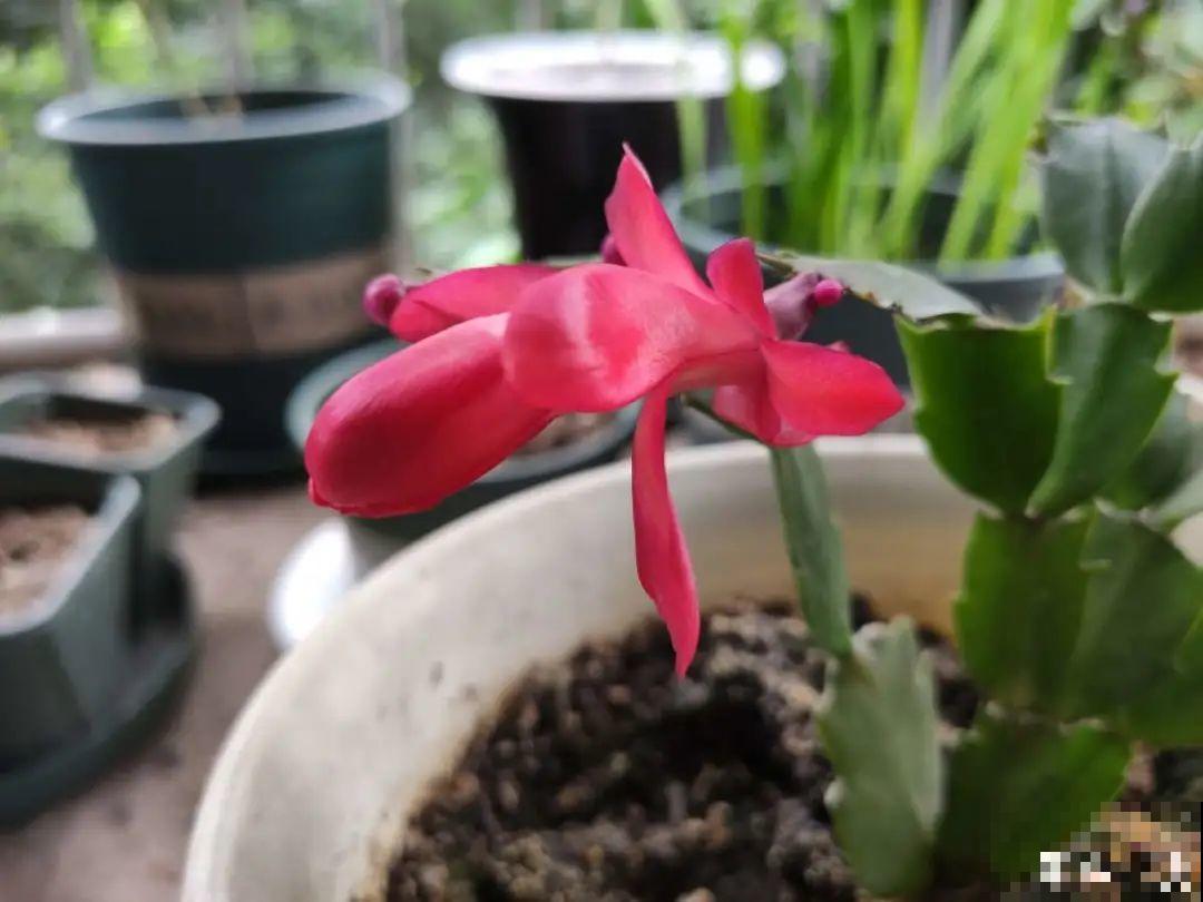 花开一半就掉了,再不管,花苞全掉光 花开一半就掉了,再不管,花苞全掉光