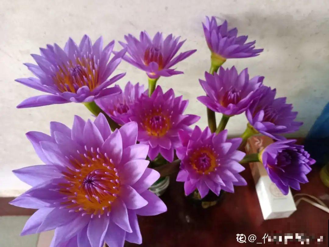 2020年的网红花，养过一半就是大神，你养过几种？