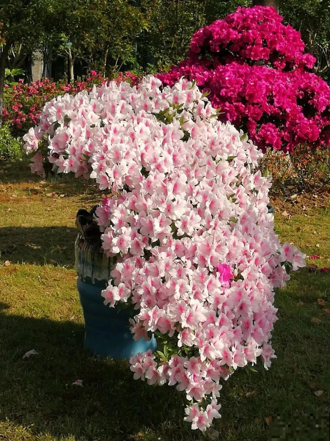 9种娇气花，冬天不要买回家，太难养活了！
