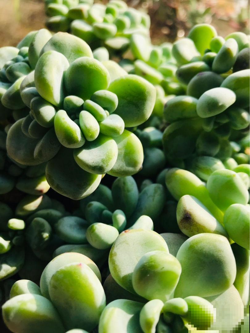 多肉盆面的彩色石子,竟然有这么多用处,幸亏没丢掉 多肉盆面的彩色石子,竟然有这么多用处,幸亏没丢掉