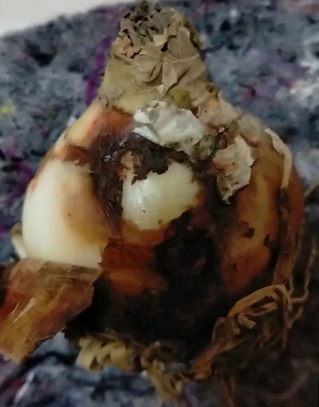 虎皮兰扒层土，嗖嗖冒芽，长得特旺