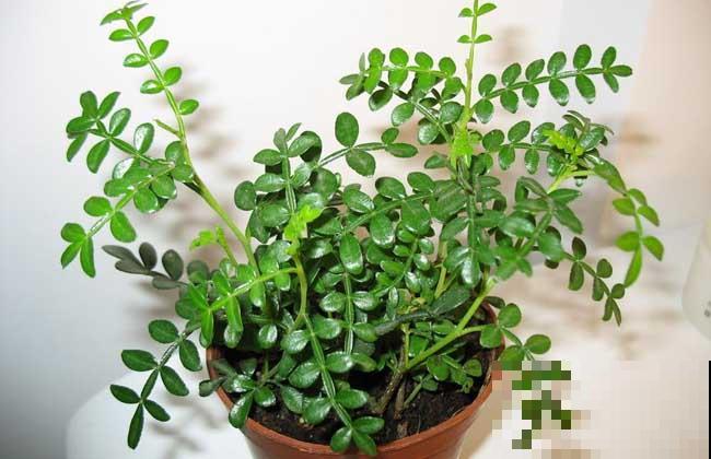 清香木真的很“清香”,家里养一盆,根本不用买香薰! 清香木真的很“清香”,家里养一盆,根本不用买香薰!