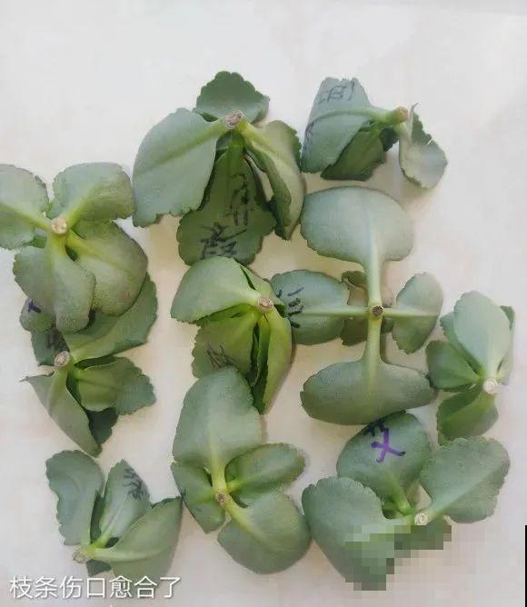 现在扦插超好活，剪根枝，捂3天，冒出狗牙根！