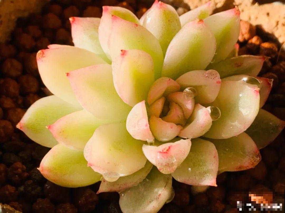 小阳台也能养多肉，一尺一寸，都是繁华！