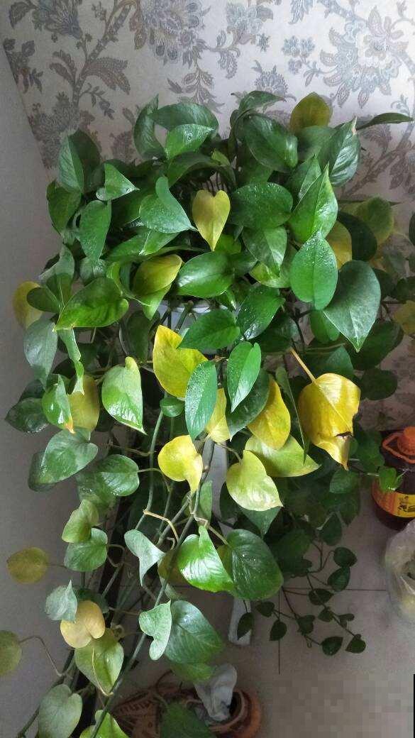 植物出现5种情况,说明根系有问题,要赶紧救治 植物出现5种情况,说明根系有问题,要赶紧救治