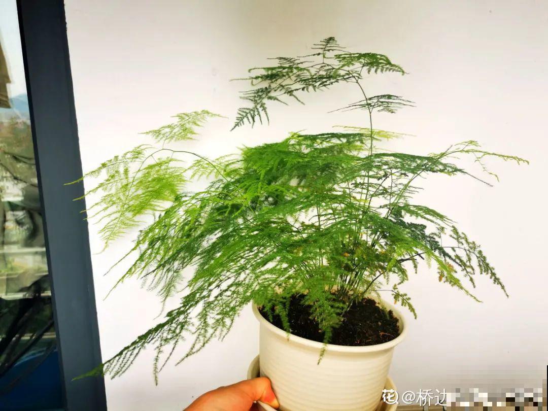 冬天逛花市，花都便宜得像白菜，赶紧买！