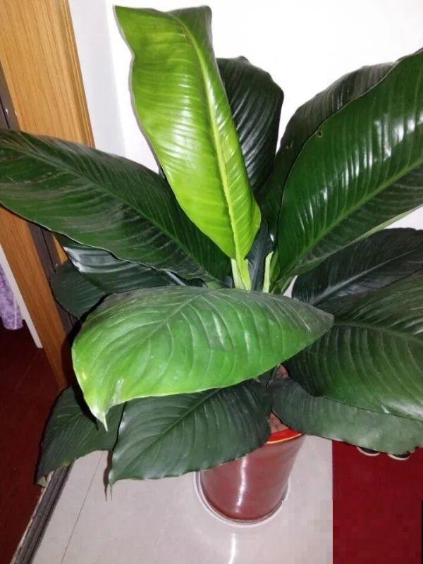 24种花,净化空气最厉害,绿萝竟然倒数! 24种花,净化空气最厉害,绿萝竟然倒数!