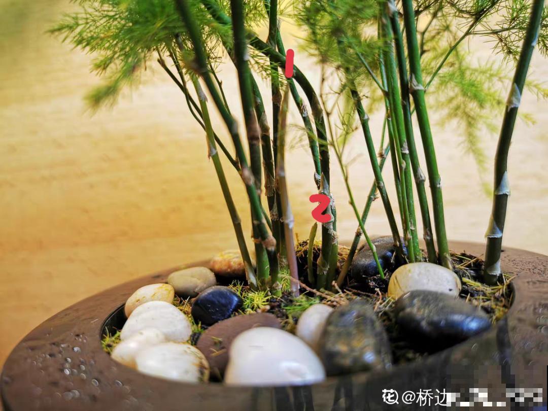 冬天逛花市，花都便宜得像白菜，赶紧买！