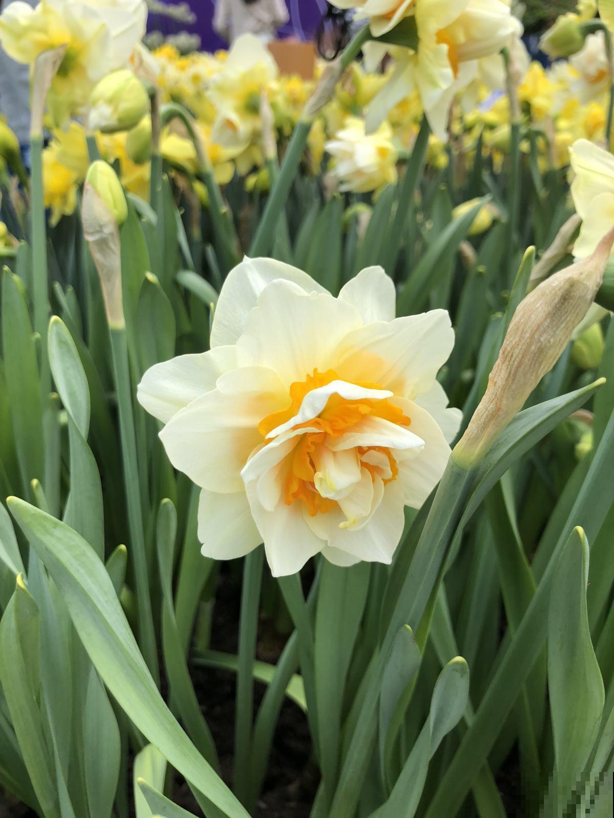 这4种花是“一次性的”，好看又好养，开完直接扔！