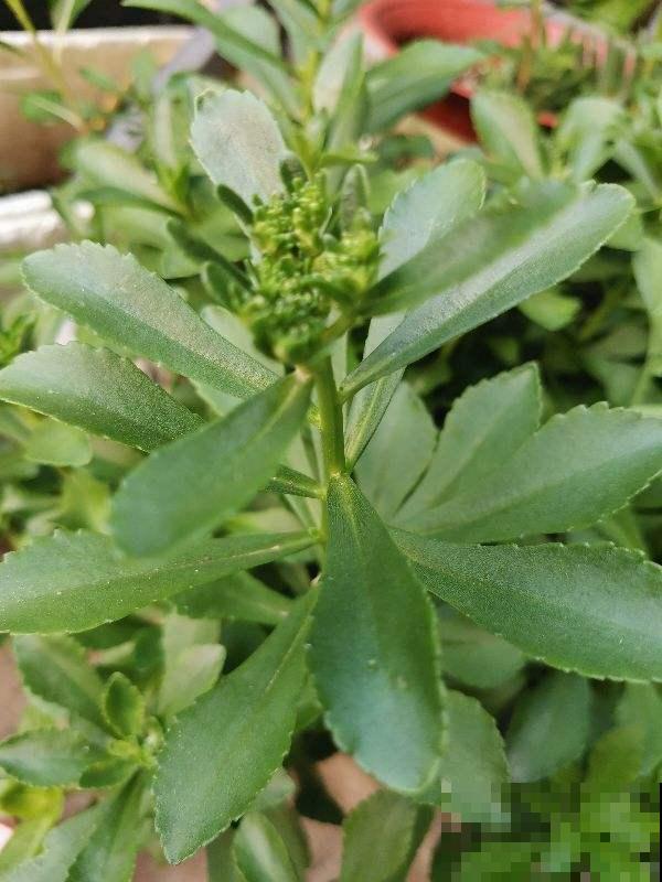 立春到，5种花长得超快，掐下嫩芽炒鸡蛋，喷香！